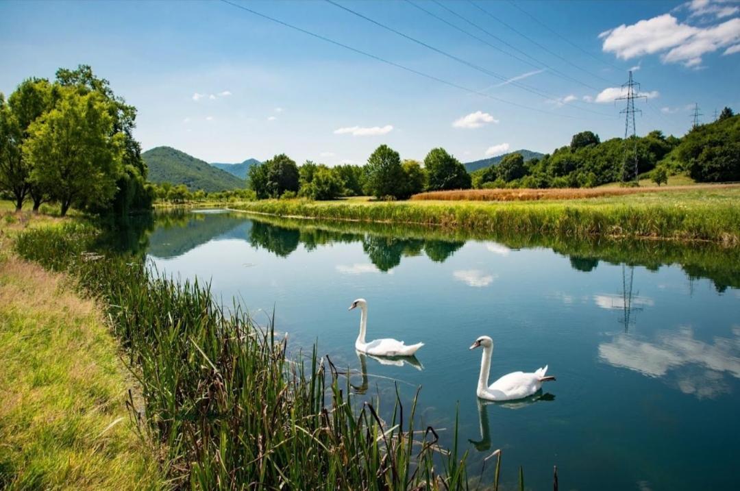 Swans *